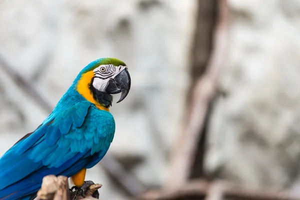 Pássaro-arara azul e dourado — Fotografia de Stock