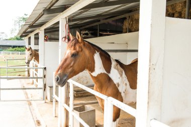 küçük at başlıca iki küçük at ile