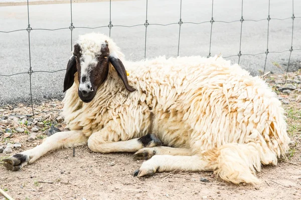 Африканская белая овца лежит на земле и смотрит вокруг — стоковое фото