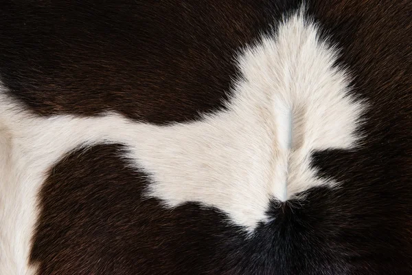 Textura da pele do gado padrão preto e branco — Fotografia de Stock