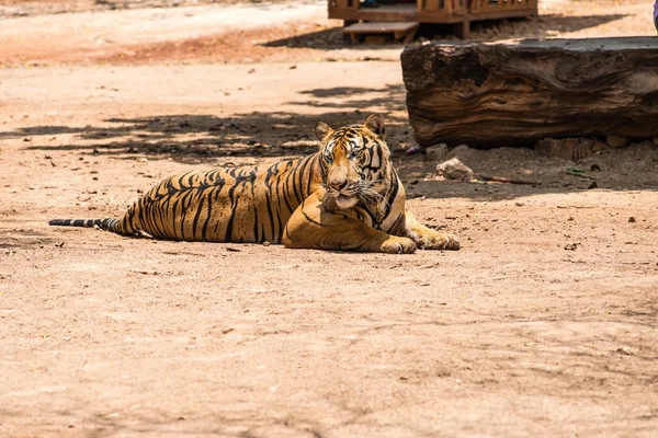 Captured asian bengal tiger in open space in metal chain — Stock Photo, Image