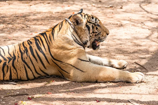 Captured asian bengal tiger in open space in metal chain — Stock Photo, Image