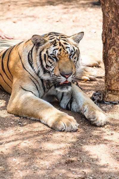 Captured asian bengal tiger in open space in metal chain