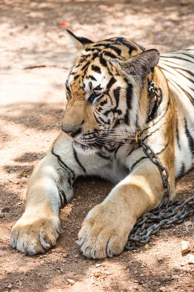 Captured asian bengal tiger in open space in metal chain — Stock Photo, Image