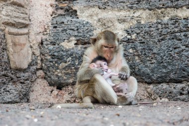 Tay Asya vahşi maymun çeşitli faaliyetler yapıyor