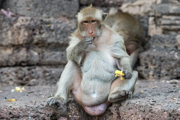 Thai asian wild monkey doing various activities — Stock Photo, Image