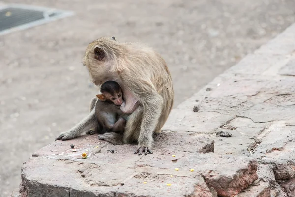 Thai asian wild monkey doing various activities — Stock Photo, Image