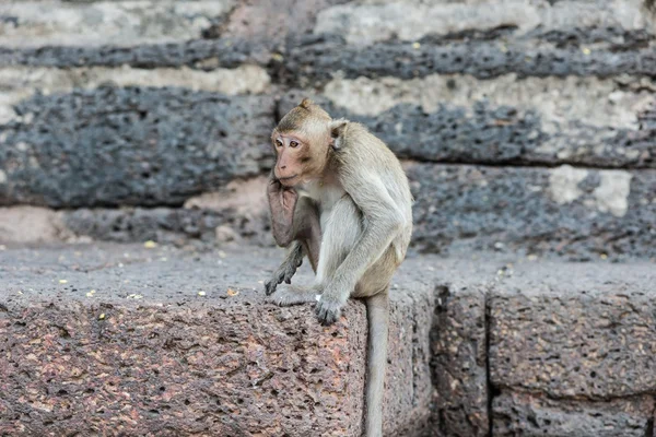 Thai asian wild monkey doing various activities — Stock Photo, Image