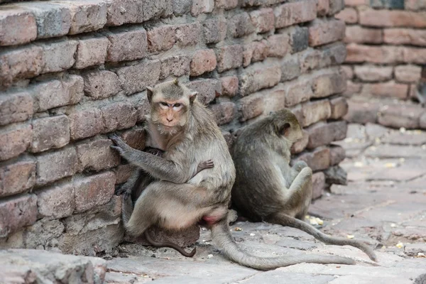 Thai asian wild monkey doing various activities — Stock Photo, Image