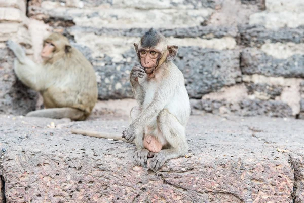 Thailändska asiatiska wild monkey gör olika aktiviteter — Stockfoto