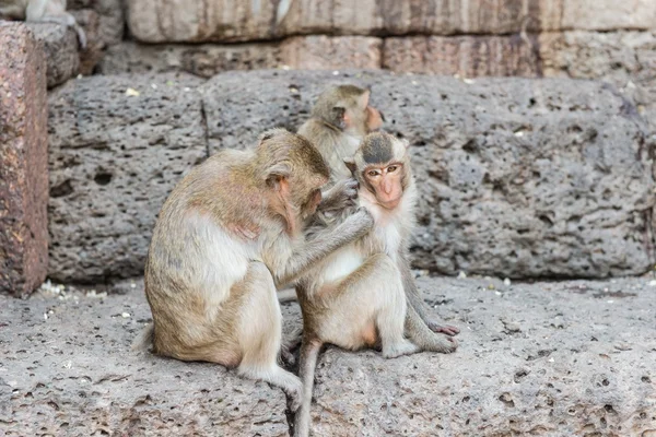 Tailandés asiático salvaje mono haciendo varios actividades — Foto de Stock