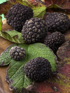 yapraklarda siyah truffles
