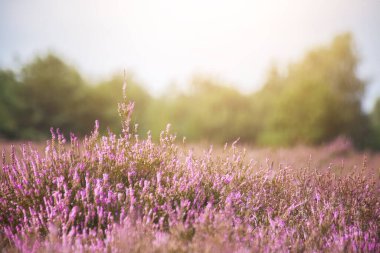 Berlin Brandenburg 'a yakın, çiçek açan mor fundalıkta yaban arısı.