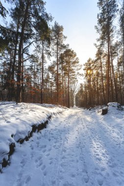 Kışın kar ve buzla kaplı orman, harika gün ışığı ve güneş.