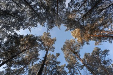 Ağaçlar, kışın orman, kar ve buzla, harika gün ışığı ve güneş..