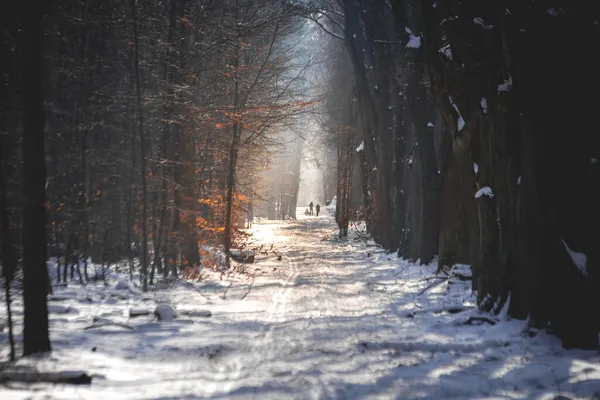 Nádherná Zimní Scéna Lese Padajícím Sněhovým Efektem Klidná Odpolední Procházka Stock Fotografie