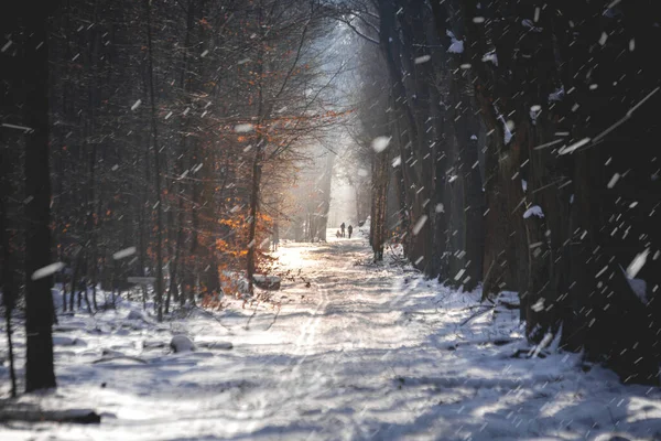 Nádherná Zimní Scéna Lese Padajícím Sněhovým Efektem Klidná Odpolední Procházka Stock Obrázky