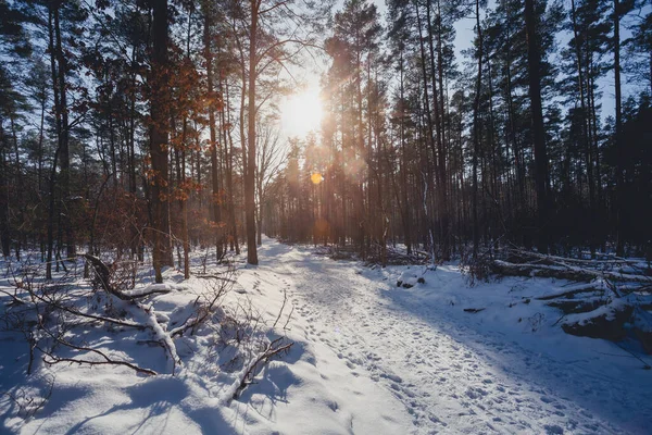 Les Zimním Období Sněhem Ledem Nádherným Denním Světlem Sluncem Stock Snímky