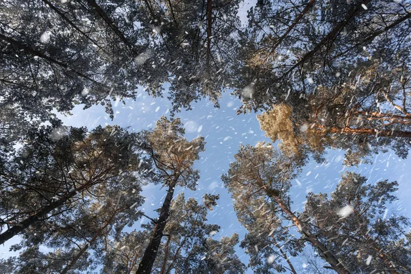 Vrcholky Stromů Nádherná Zimní Scéna Lese Padajícím Sněhovým Efektem Klidná Stock Obrázky