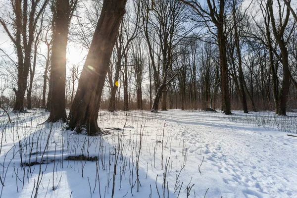 Les Zimním Období Sněhem Ledem Nádherným Denním Světlem Sluncem Royalty Free Stock Obrázky