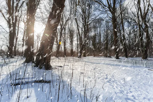 Nádherná Zimní Scéna Lese Padajícím Sněhovým Efektem Klidná Odpolední Procházka Royalty Free Stock Fotografie