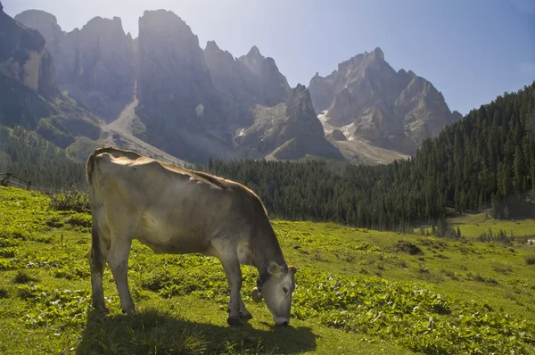 Dolomity — Zdjęcie stockowe