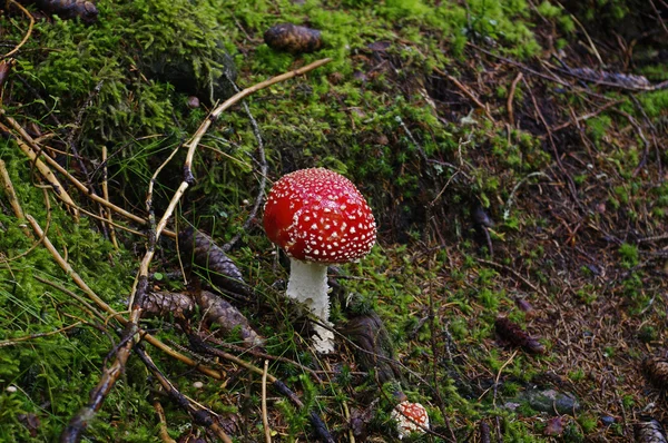 Flugsvampar — Stockfoto