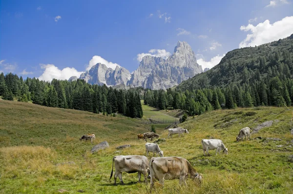 Dolomiterna — Stockfoto