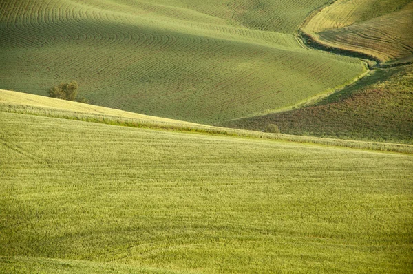 Zielone pola, Toskania, Włochy — Zdjęcie stockowe