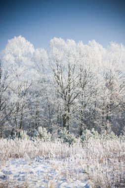 ağaçlarda hoarfrost