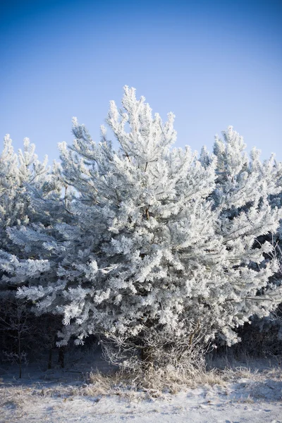 Rijm op bomen — Stockfoto