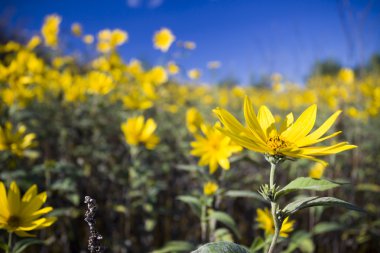 küçük ayçiçeği