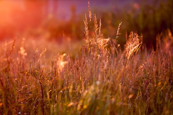 Early morning on meadow — Stock Photo, Image