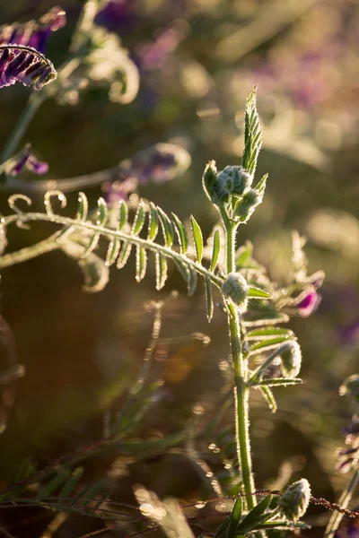 牧草地での日の出 — ストック写真