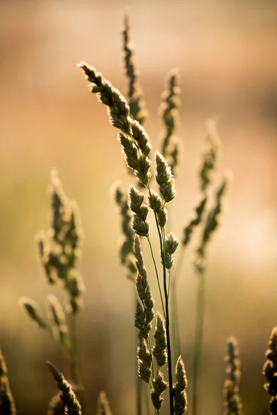 Sunrise on the meadow — Stock Photo, Image