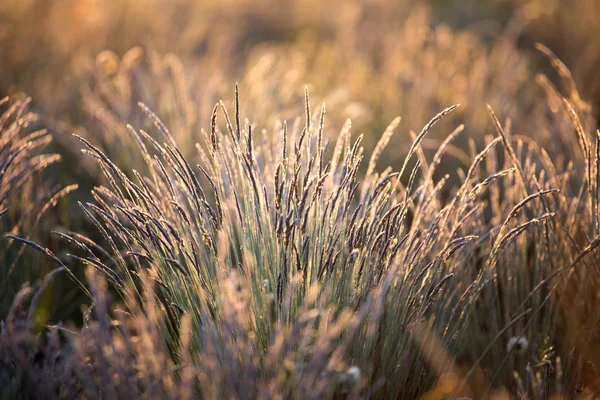 Early morning on meadow — Stock Photo, Image