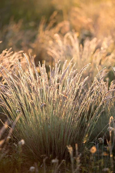 Early morning on meadow — Stock Photo, Image