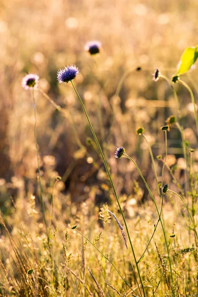 草原の朝 — ストック写真