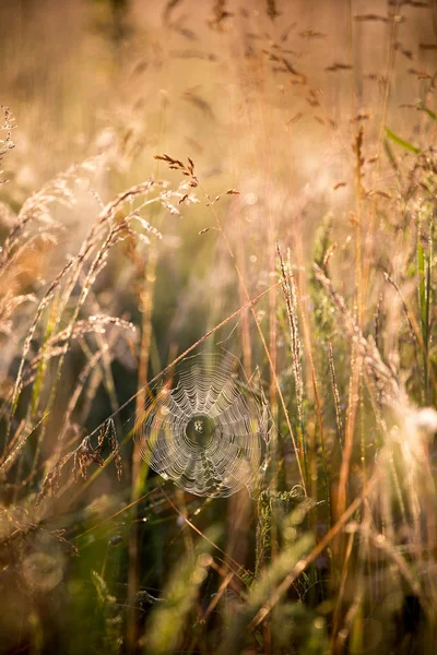 Spinnenweb — Stockfoto