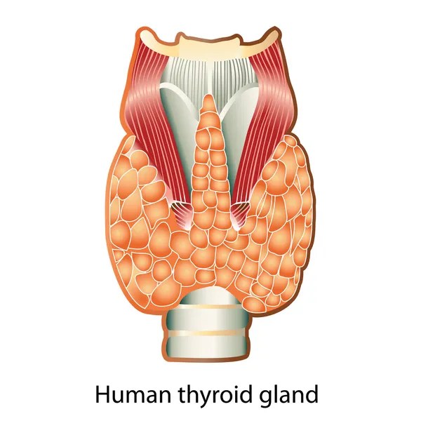 Ghiandola tiroidea umana — Vettoriale Stock
