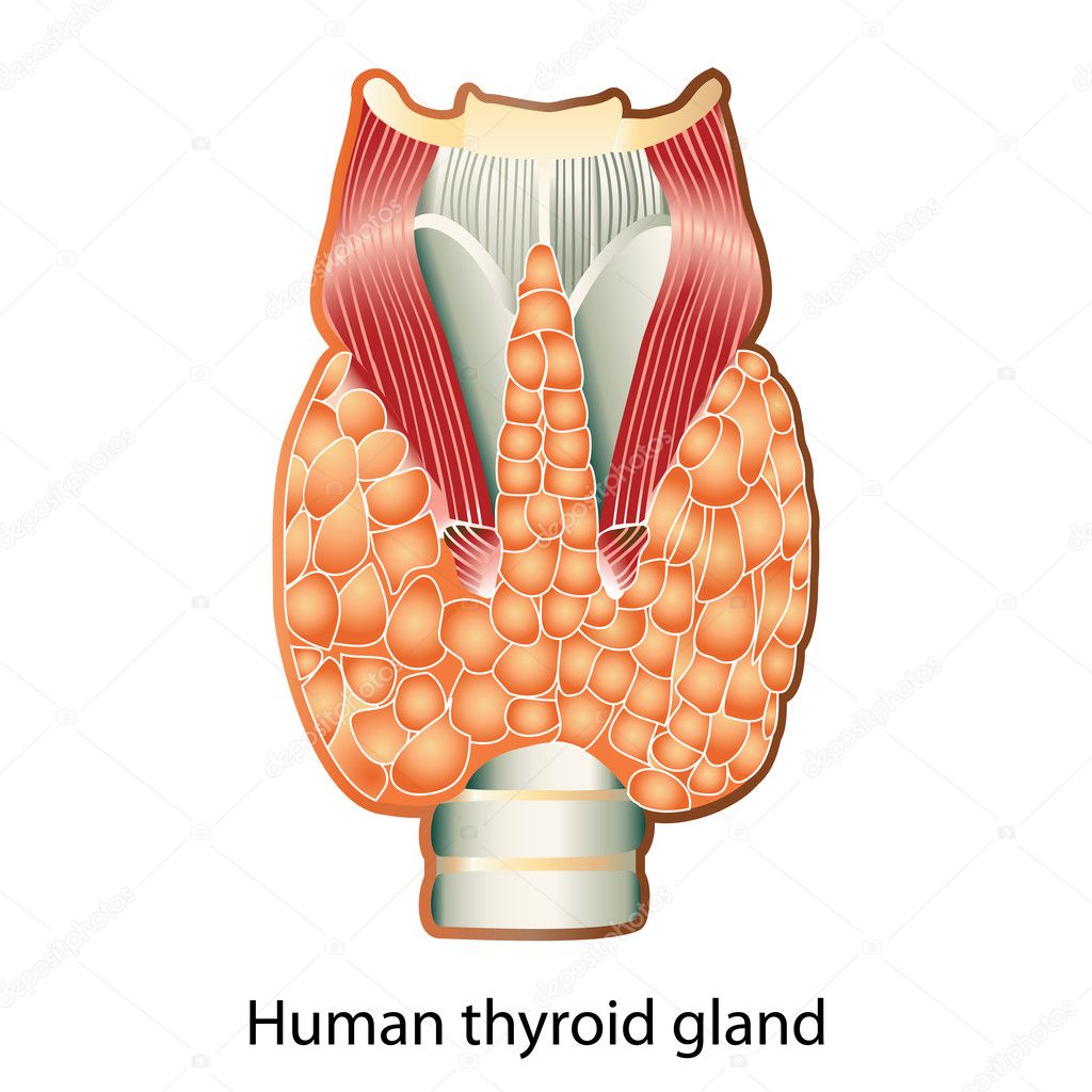 Human thyroid gland