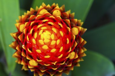 Beyaz arka plan üzerinde izole güzel portakal çiçeği (Orkide)