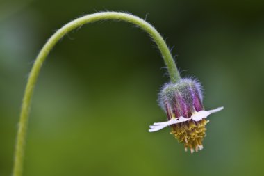 güzel fener çiçeği