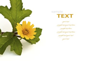 Beyaz arka plan üzerinde izole güzel sarı çiçek tacı