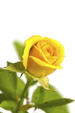Beyaz arka plan üzerinde izole güzel sarı çiçek (gül)