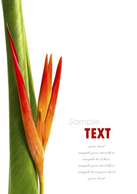 Beyaz ba izole güzel portakal çiçekleri (cennet kuşu)