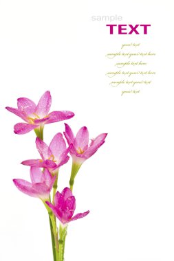 güzel pembe çiçekler