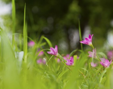 güzel pembe çiçekler