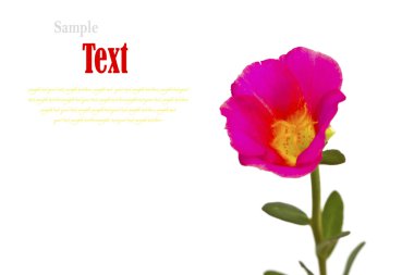 Beyaz izole güzel pembe çiçek (Portulaca grandiflora)