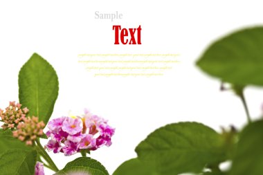 güzel çiçek (lantana camara) beyaz zemin üzerine izole.